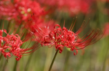 布衣知县梵如花(布衣知县梵如花的传奇人生)