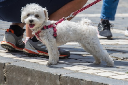 比熊犬好养吗